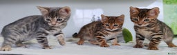 Bengal cats for sale: Bengal kittens - 2 girls and 1 boy - Advert 5