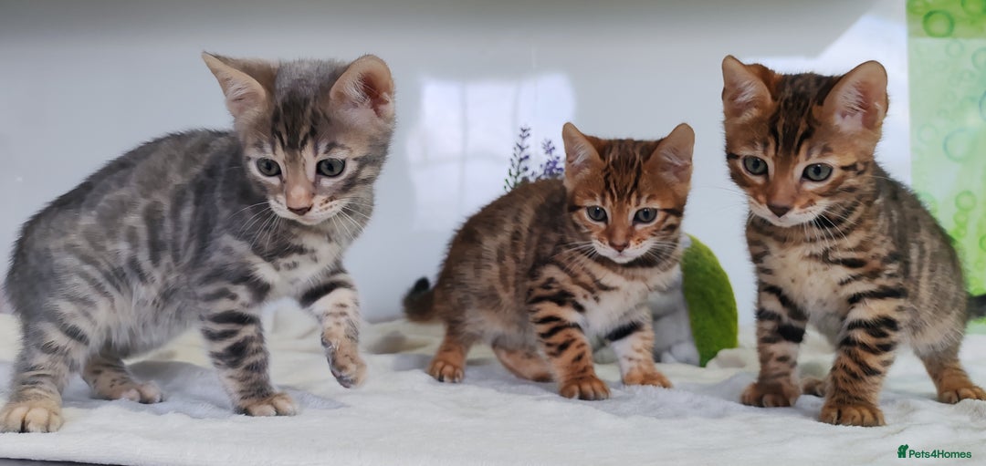 Bengal cats for sale: Bengal kittens - 2 girls and 1 boy - Advert 5