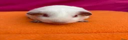 Guinea Pig rodents for sale: Californian & Himalayan - Boars & Sows - Advert 22