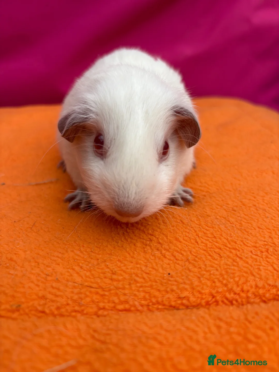 Guinea Pig rodents for sale: Californian & Himalayan - Boars & Sows - Advert 22