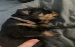 Rottweiler dogs for sale: Rottweiler  - Advert 33