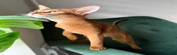 Abyssinian cats for sale: 2 Abyssinian Tica kittens girls  - Advert 4