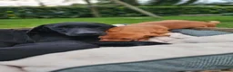 Labrador Retriever dogs for sale: Beautiful Labrador Puppies Available now - Advert 6