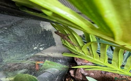 Gecko reptiles for sale: Full mourning gecko enclosure  - Image 6