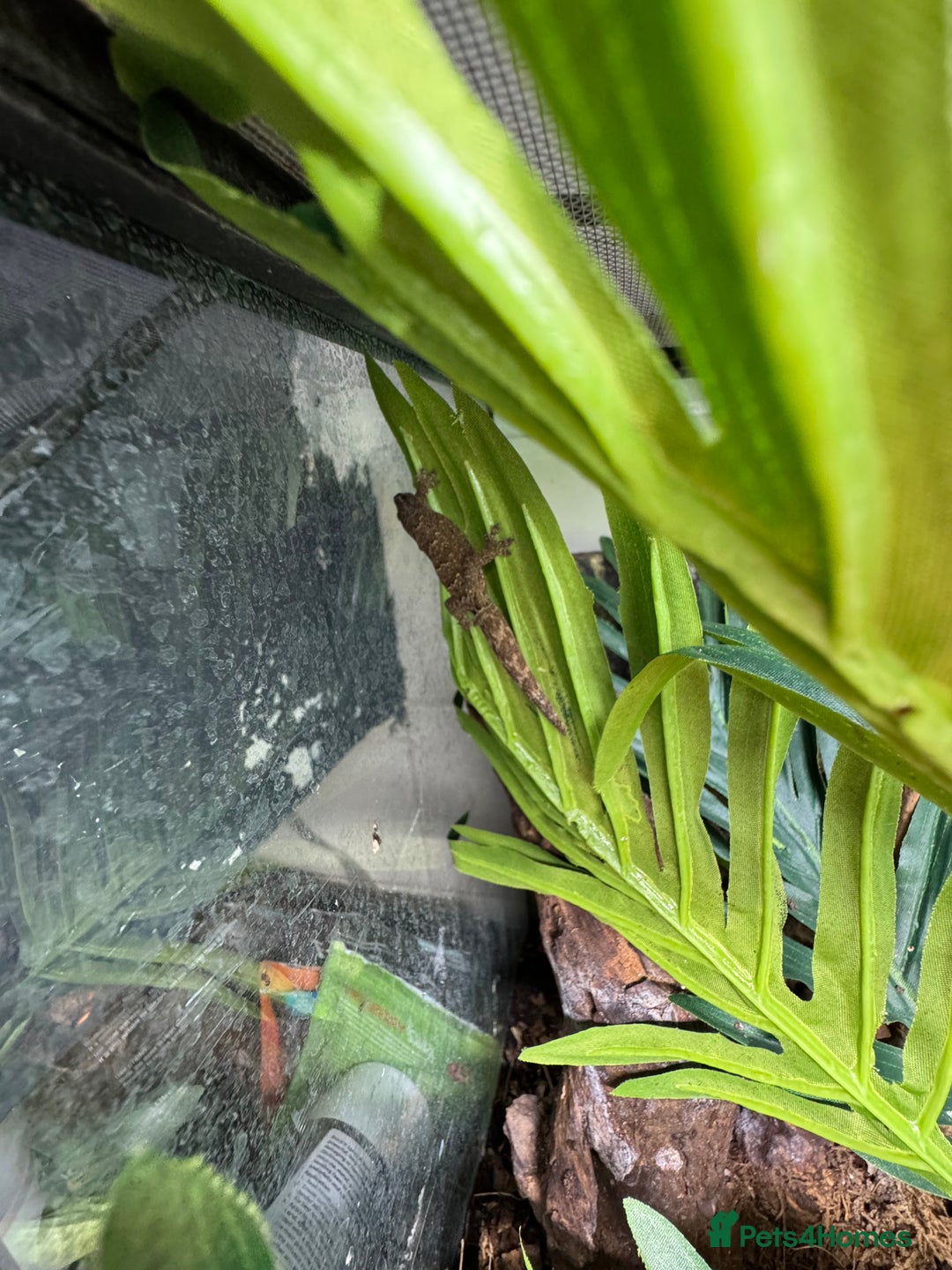 Gecko reptiles for sale: Full mourning gecko enclosure  - Image 6