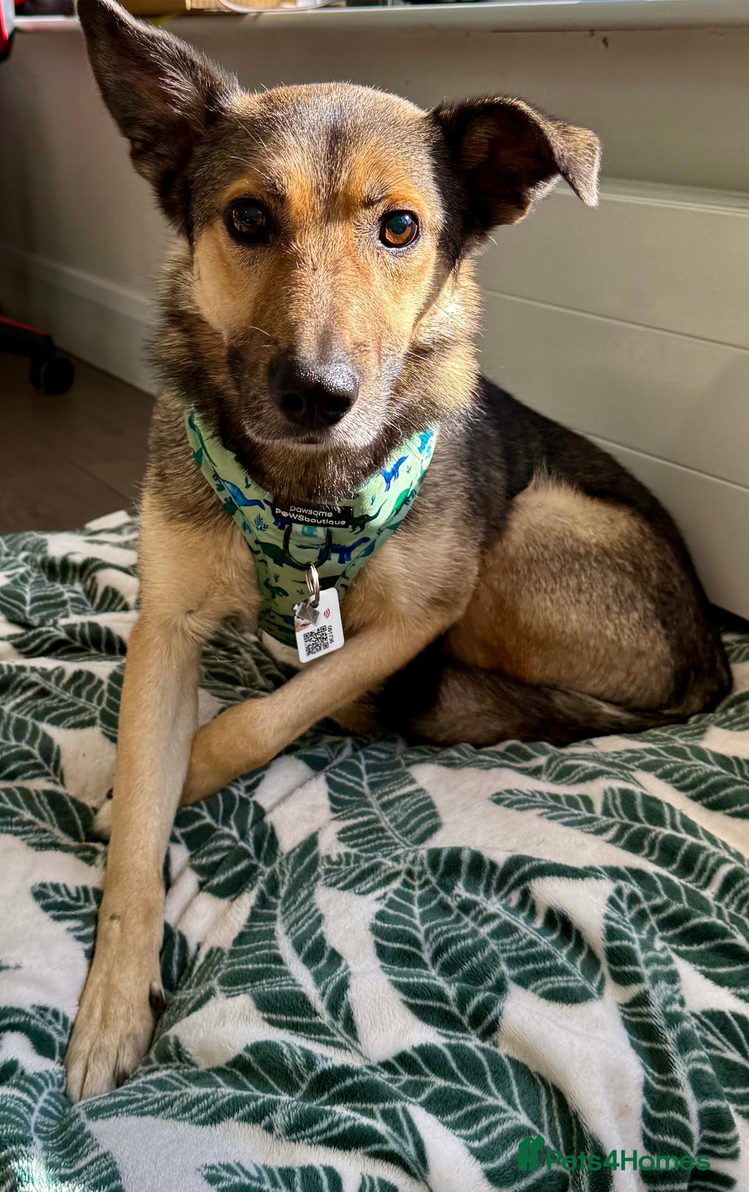 German Shepherd dogs for adoption: Wallie: Saved in the Final Moments - Image 3