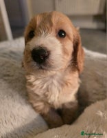 Cockapoo dogs - Advert 10