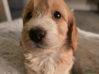 Cockapoo dogs - Advert 4