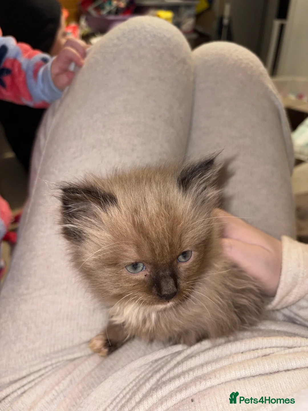 Ragdoll cats for sale: Ragdoll girl - Advert 3