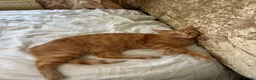 Domestic Shorthair cats for sale: Simba fully ginger cat  in Bury - Advert 6
