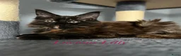 Maine Coon cats for sale: Beautiful Tica Maine Coon babies  - Advert 3