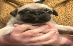 Pug dogs for sale: Chunky pug pups  - Advert 3