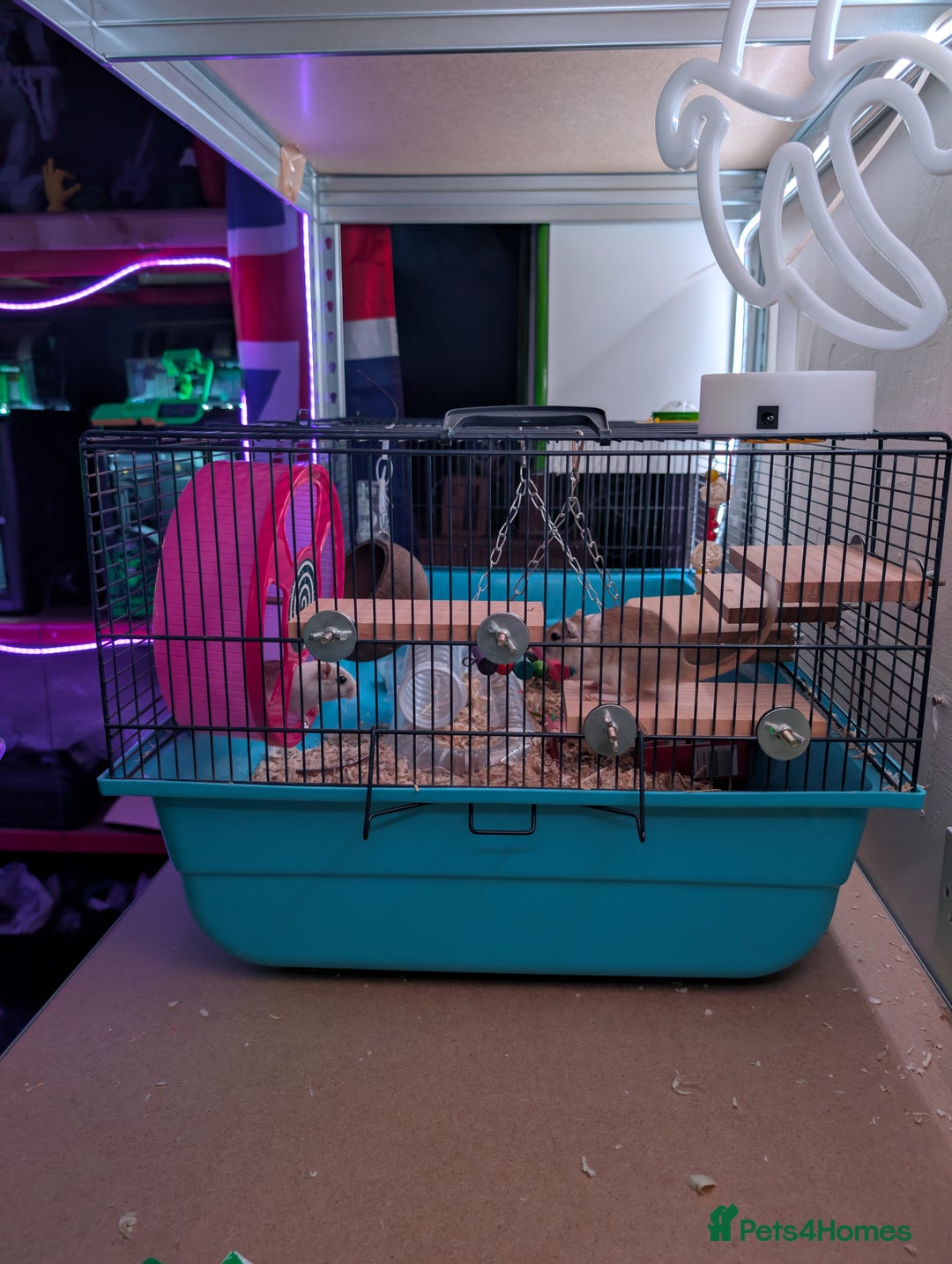 Gerbil rodents for sale: 2 Gerbils plus set up (Girls) - Image 2