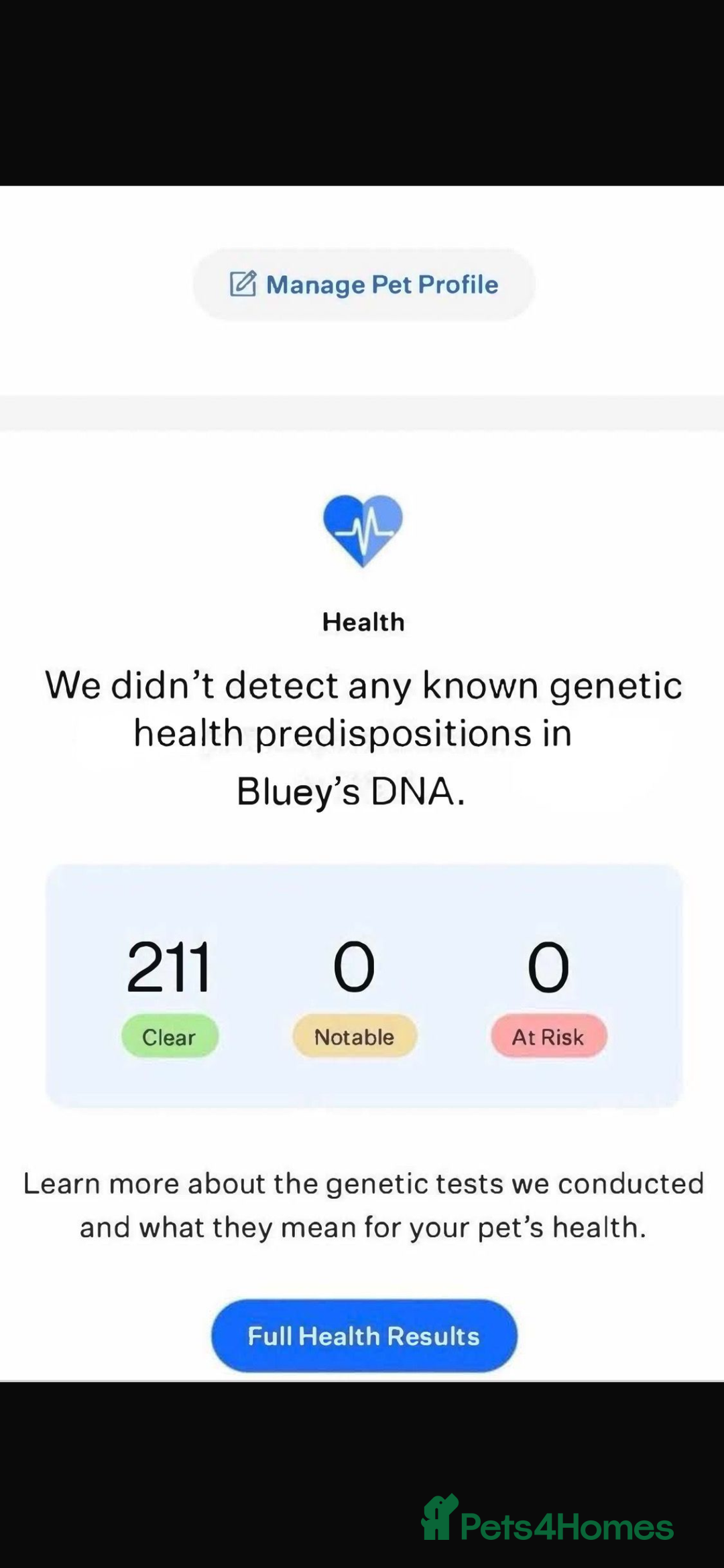 Border Collie dogs for sale: Border collie puppies for active homes  - Advert 39