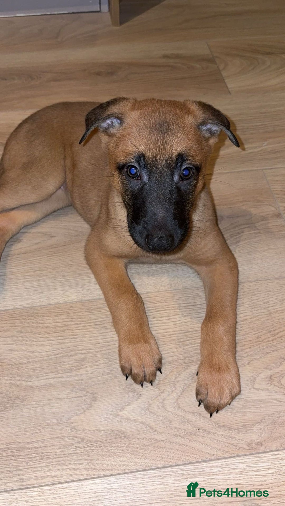 Belgian Shepherd Dog dogs for sale: 8 week old Belgian malinois bitch  - Advert 3