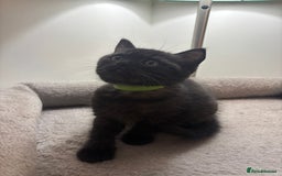 Ragdoll cats for sale: 5 Beautiful Ragdoll/ British Shorthairs - Advert 11