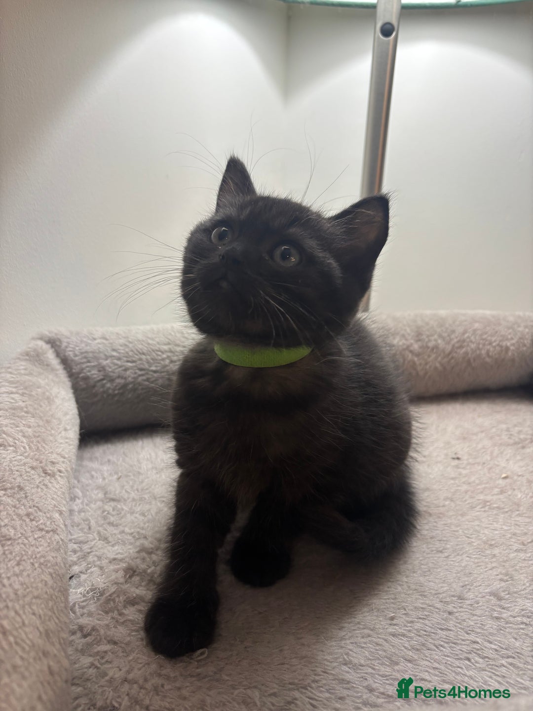 Ragdoll cats for sale: 5 Beautiful Ragdoll/ British Shorthairs - Advert 11