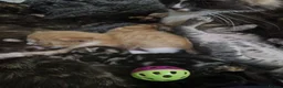 Mixed Breed cats for sale: Pretty mixed litter of kittens. - Advert 17