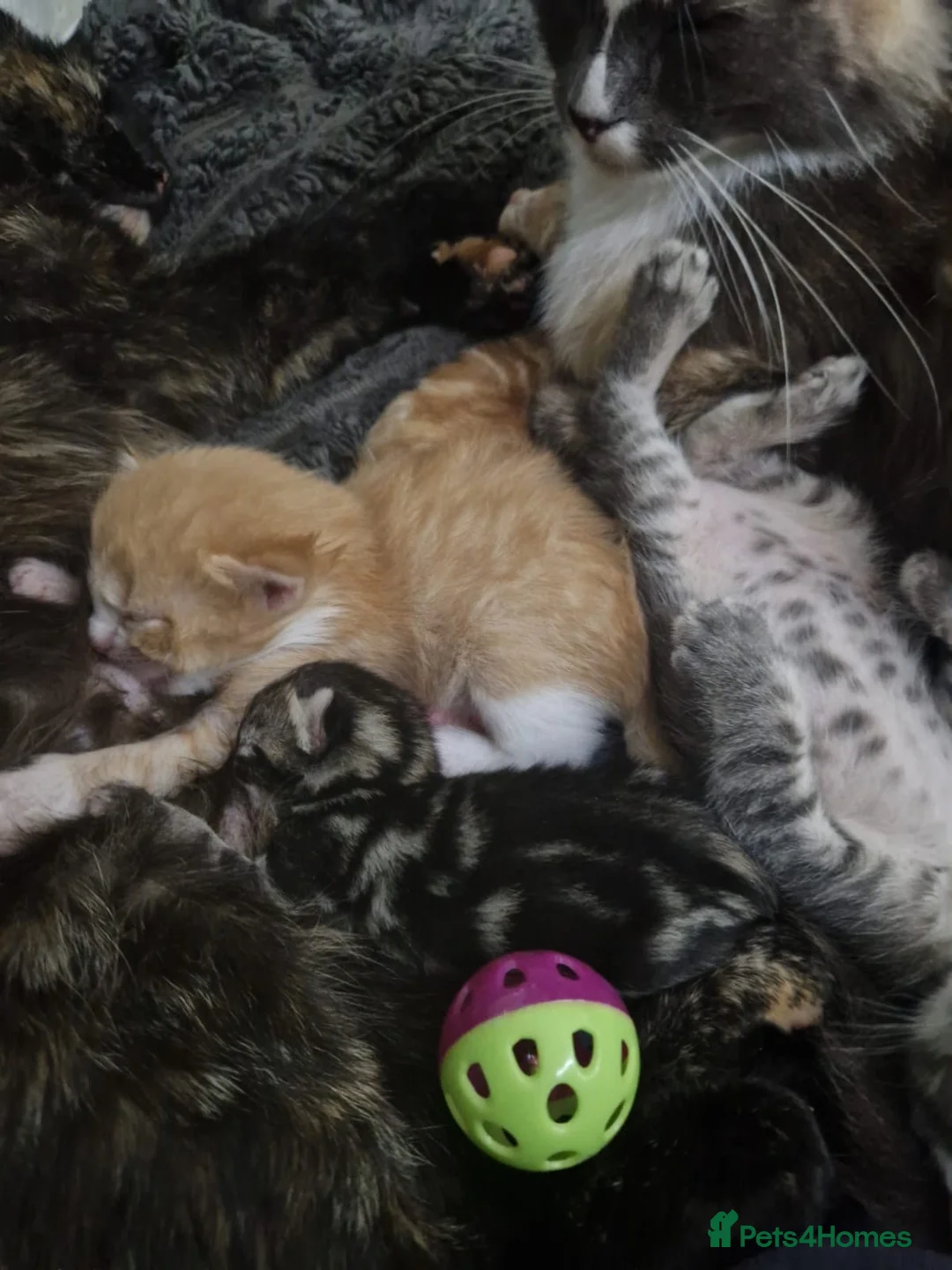 Mixed Breed cats for sale: Pretty mixed litter of kittens. - Advert 17