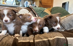Border Collie dogs for sale: Working red/brown border collie pups 1 BOY LEFT - Image 2
