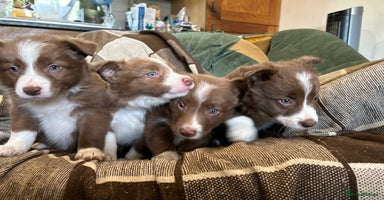 Border Collie dogs - Advert 13