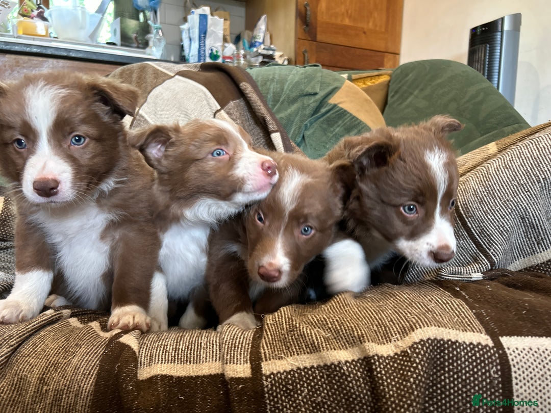 Border Collie dogs for sale: Working red/brown border collie pups 1 BOY LEFT - Image 2