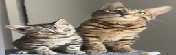 Bengal cats for sale: 9 month silver. Female bengal. - Advert 3
