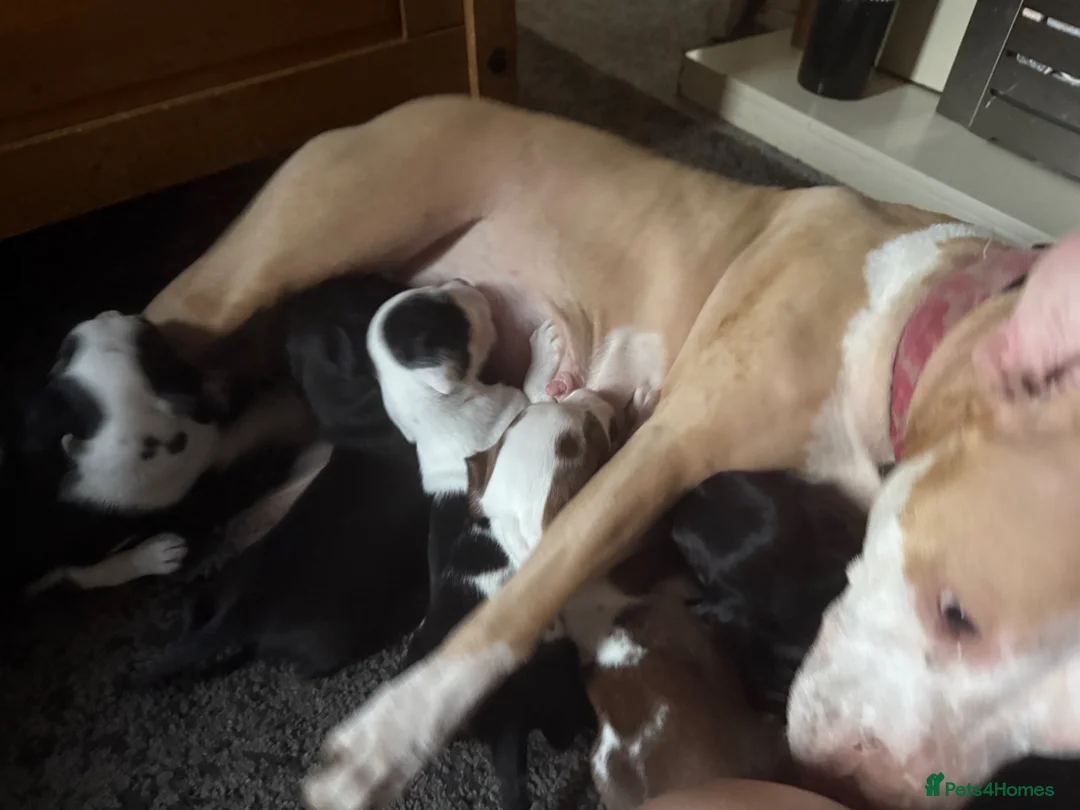 Mixed Breed dogs for sale: Beautiful little of bully/cocker spaniel puppy’s  - Advert 13