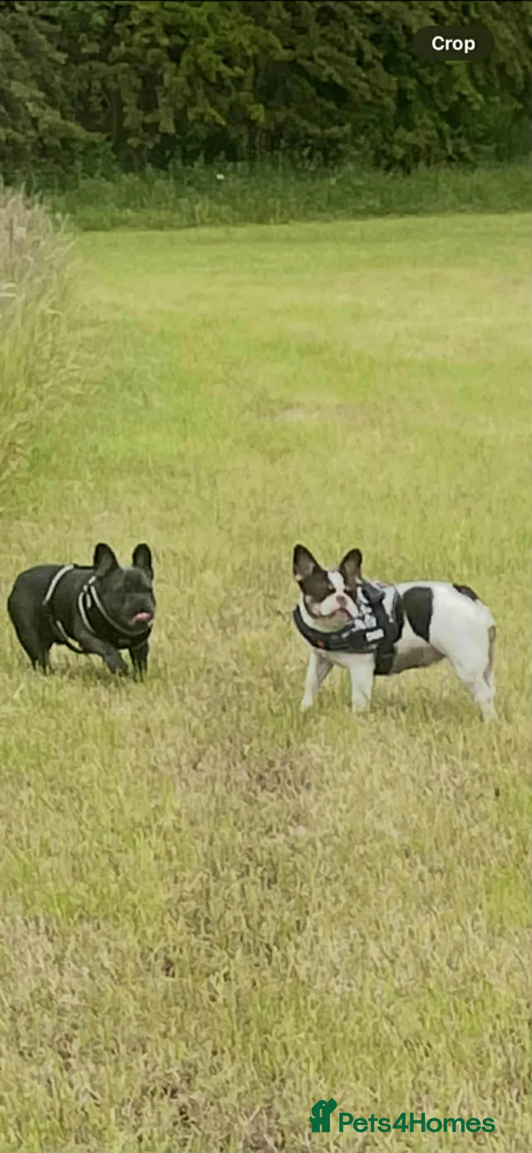 French Bulldog dogs for sale: french bulldog puppies in Glasgow - Advert 2