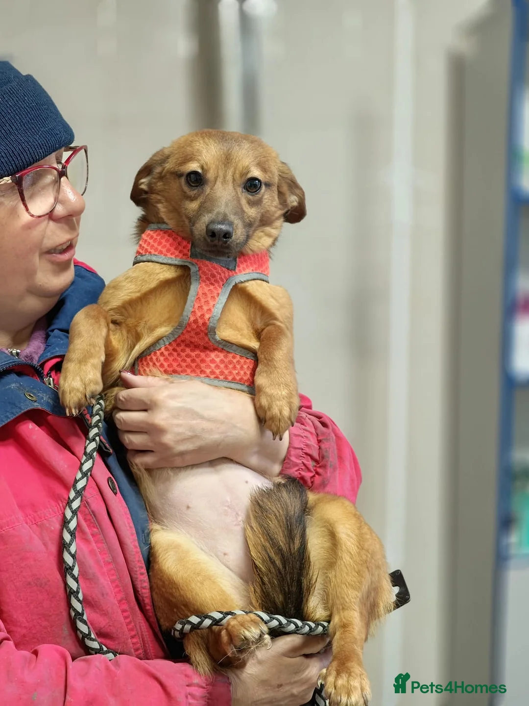 Mixed Breed dogs for adoption: ❤️🐶 PAULINA – GIVE HER A LITTLE TIME in Burton-on-Trent - Advert 13