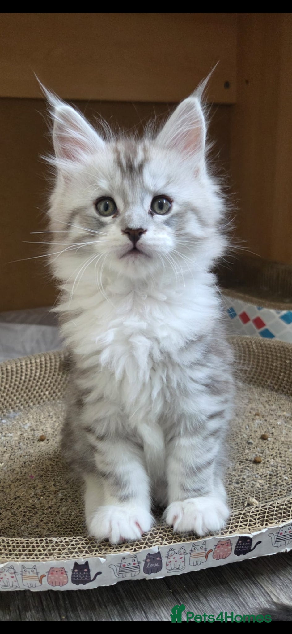 Maine Coon cats Outstanding Quality shaded line Boys - Advert 2