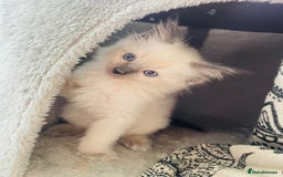 Ragdoll cats for sale: Ragdoll kittens - Image 3