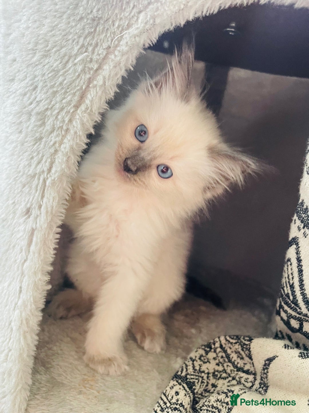 Ragdoll cats for sale: Ragdoll kittens - Image 3