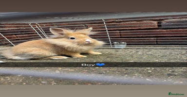 Lionhead rabbits - Advert 13