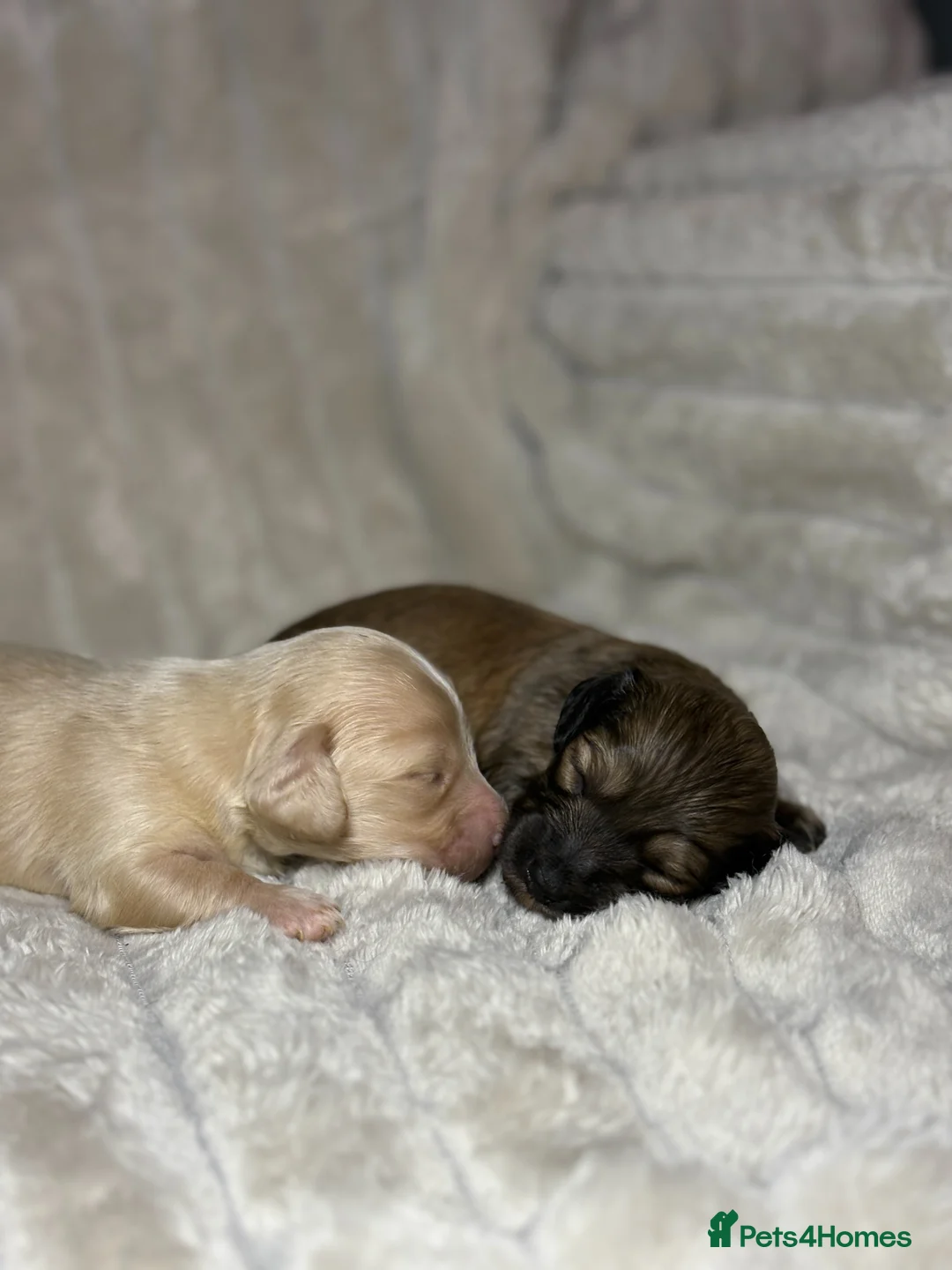 Miniature Dachshund dogs for sale: KC CREAM LONG HAIRED MINIATURE DACHSHUNDS🤍 - Advert 12