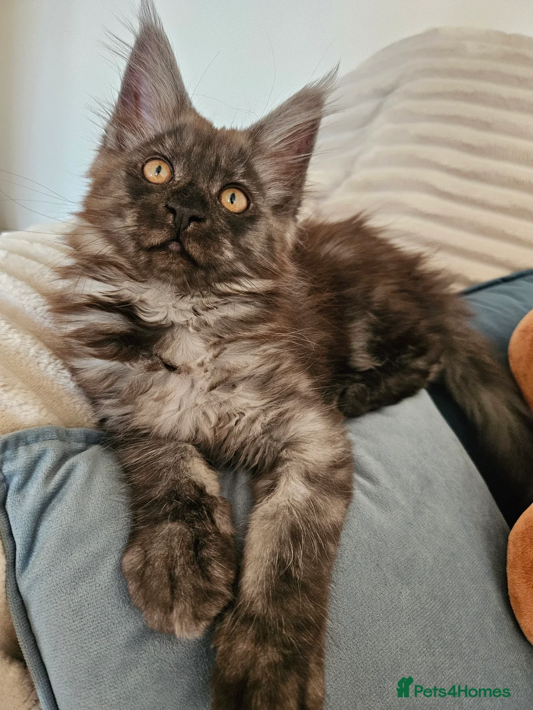 Maine Coon cats for sale: Maine coon kittens  - Advert 13