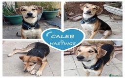 Mixed Breed dogs for adoption: Caleb – I year old, Handsome Hound Mix Boy 💙 - Image 11