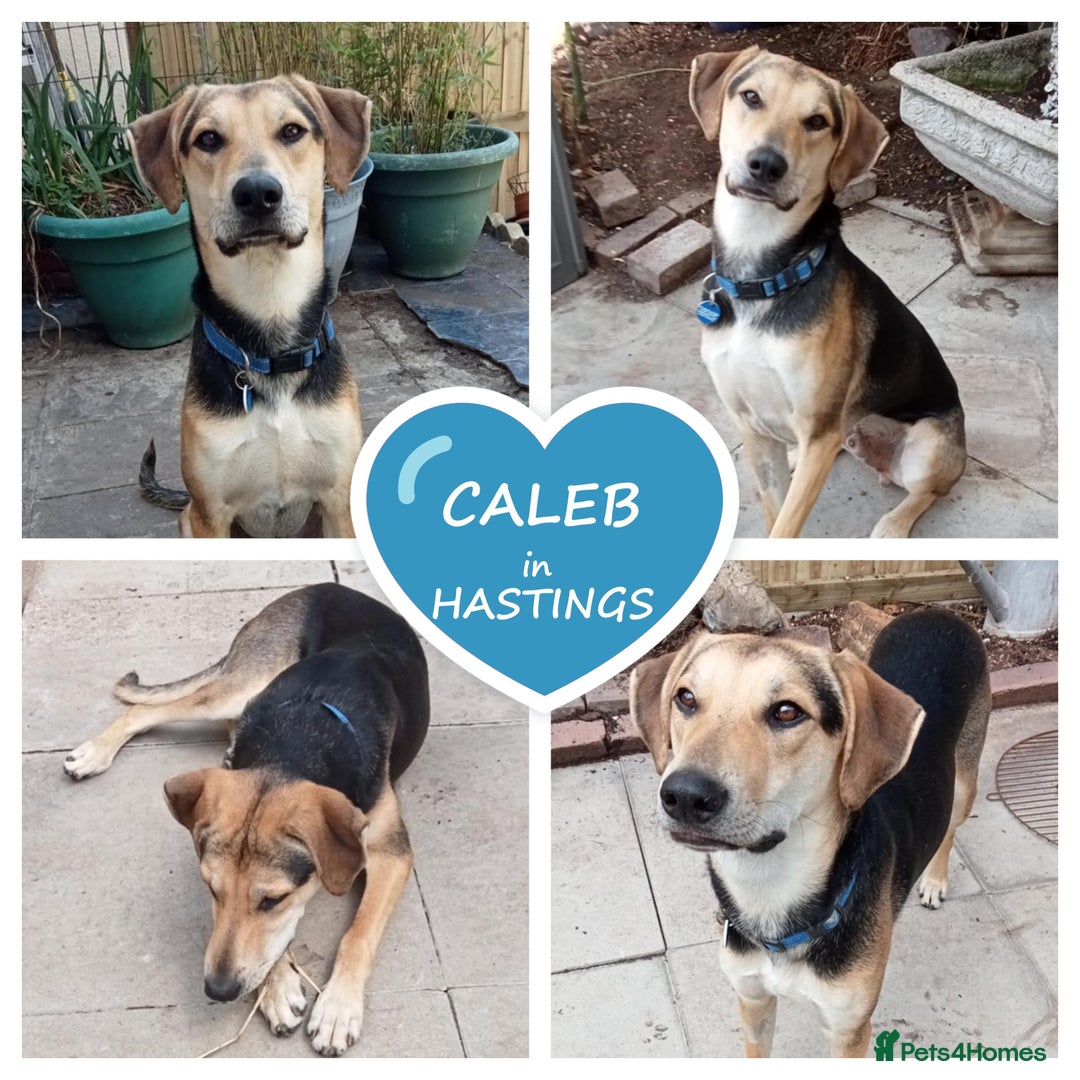 Mixed Breed dogs for adoption: Caleb – I year old, Handsome Hound Mix Boy 💙 - Image 11