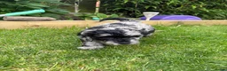 Cockapoo dogs for sale: Cockapoo F1B puppies - Advert 23