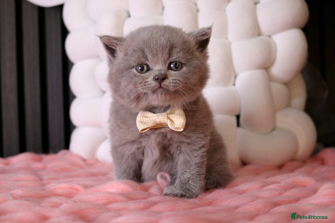 British Shorthair cats for sale: 💎 British Shorthair - GCCF 💎 - Image 11