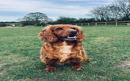 Cockerdor dogs for sale: 9 gorgeous cockerdor puppies  - Image 11