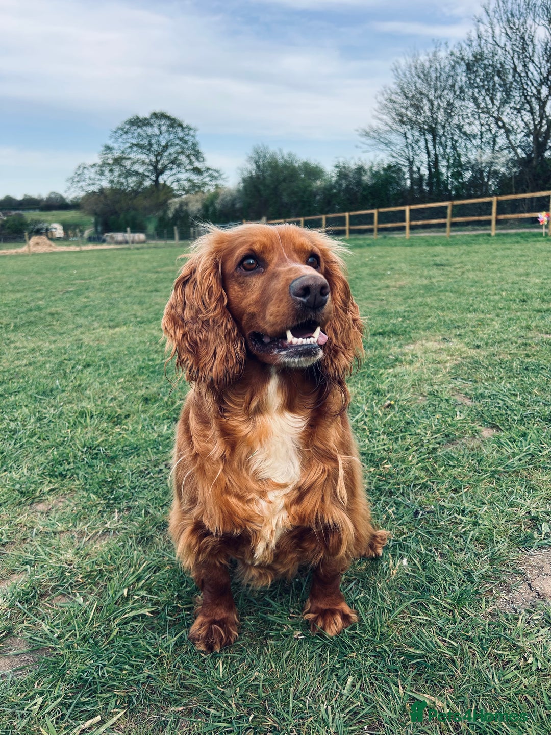 Cockerdor dogs for sale: 9 gorgeous cockerdor puppies  - Image 11