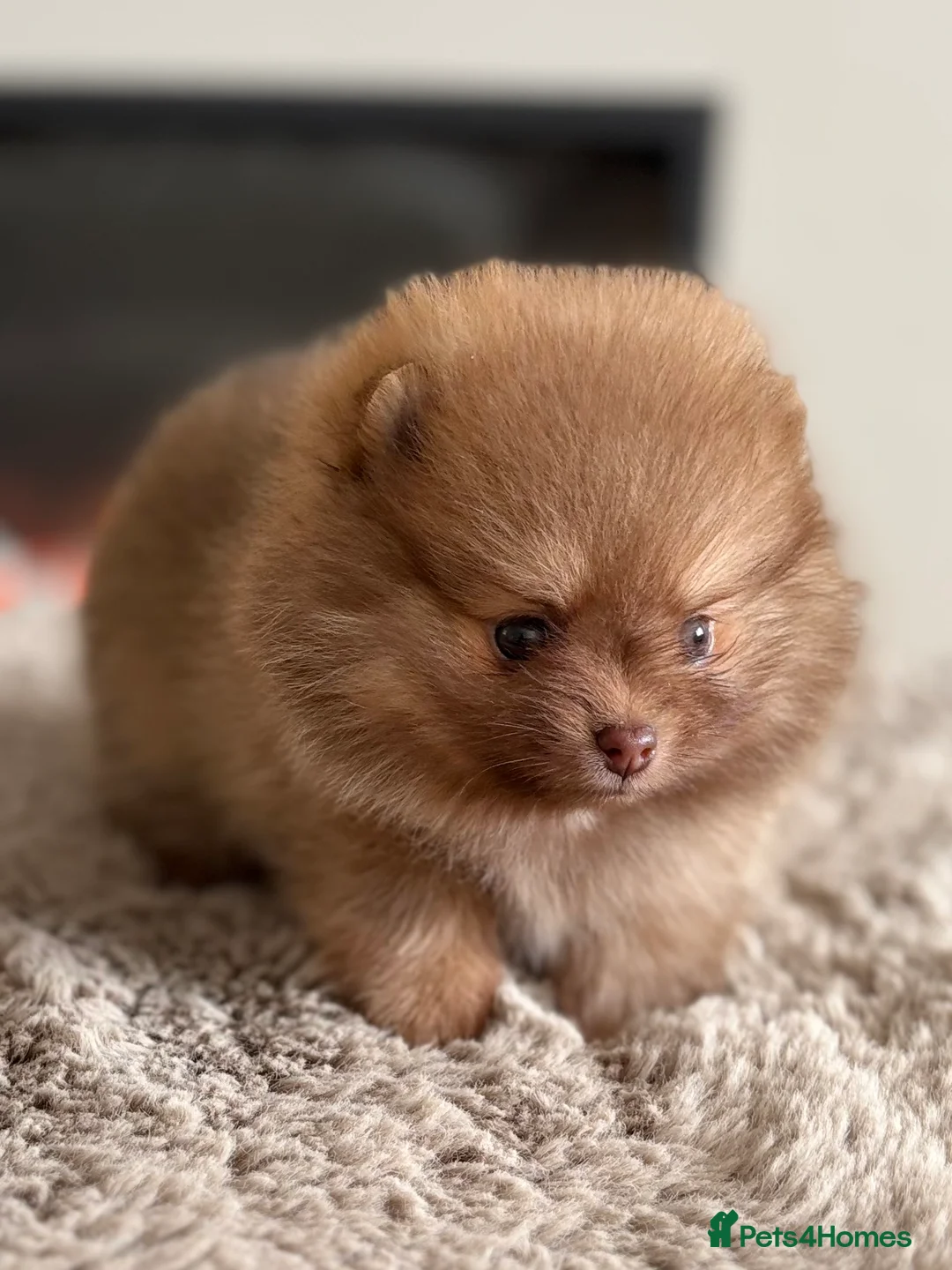 Pomeranian dogs for sale: True type Pomeranian puppy’s KC 🐾🤎🥰🤩🐾 - Advert 27