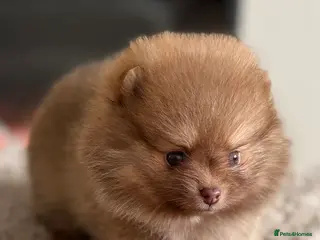 Pomeranian dogs True type Pom puppy’s KC beaver tri 🐾🤎🥰🤩🐾 - Advert 4