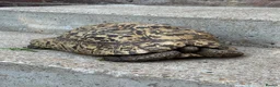 Tortoise reptiles for sale: 30yr old leopard tortoise - Advert 8