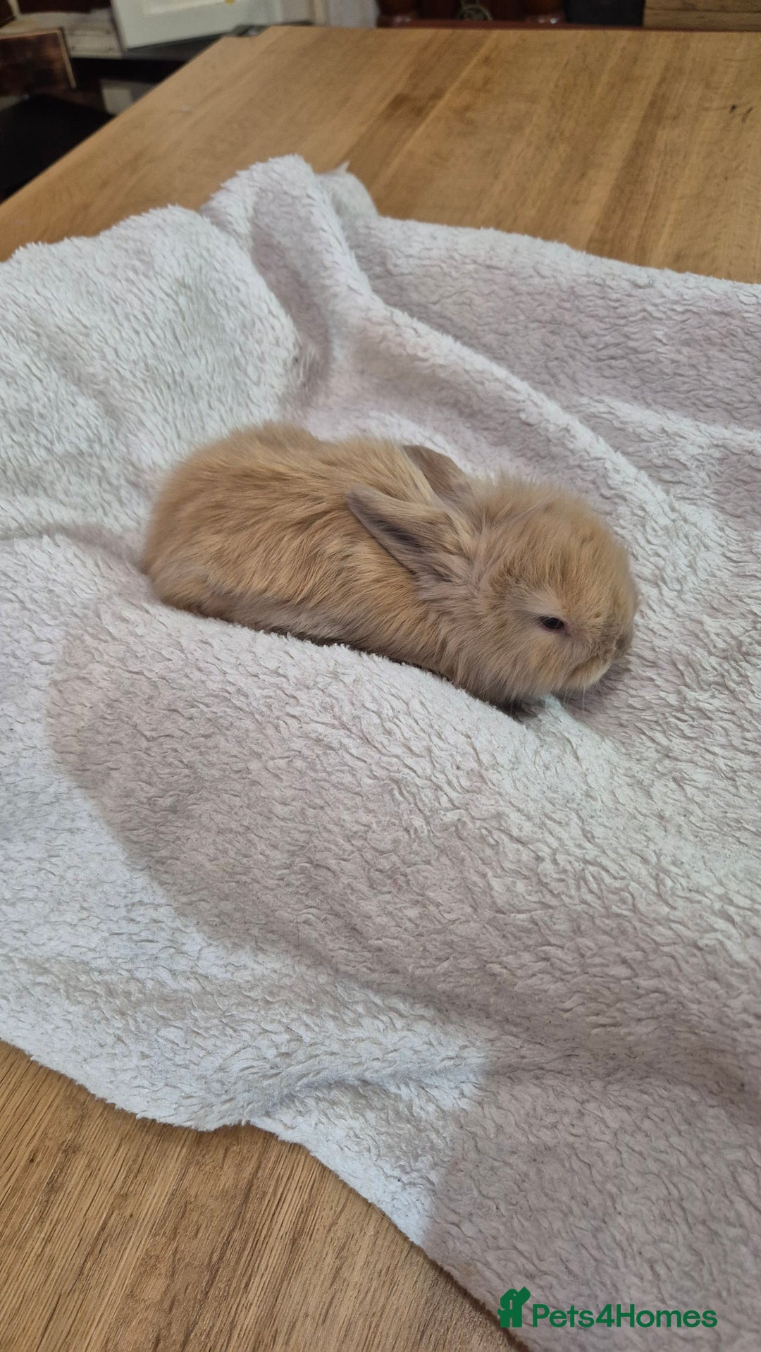 Angora rabbits for sale: Gorgeous Angora Rabbits,  Full (Maxi) faced - Advert 6