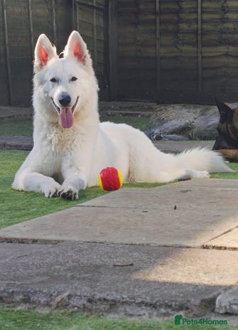 White Swiss Shepherd dogs - Advert 4