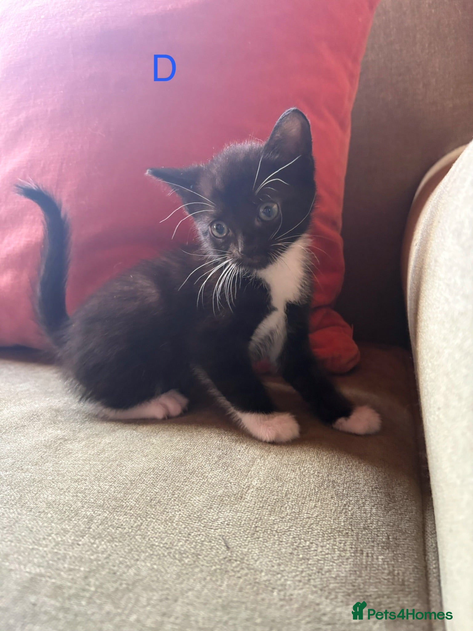 Mixed Breed cats Mixed Kittens for sale - Advert 2
