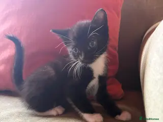 Mixed Breed cats Mixed Kittens for sale - Advert 2