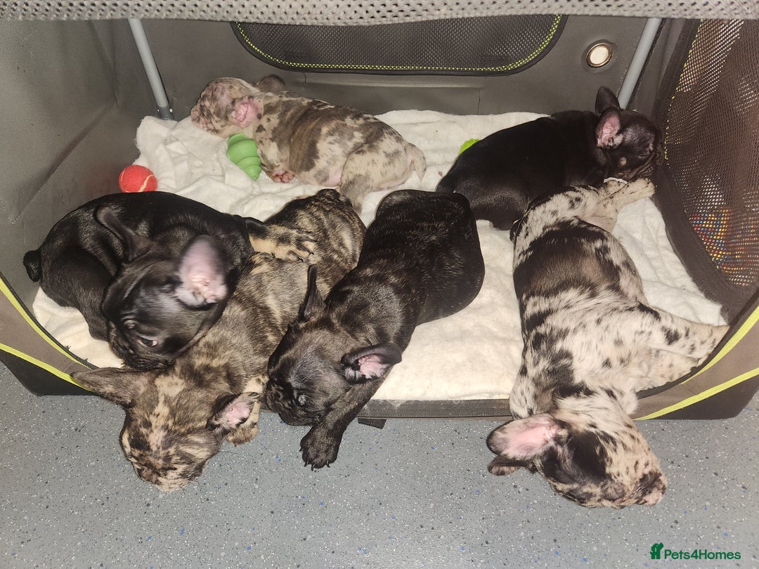 French Bulldog dogs for sale: Beautiful Puppy's For Sale  - Advert 17